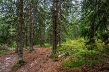 Romanya 'nın Apuseni Ulusal Parkı' nda yerde yosun ve çam iğneleri bulunan ladin ormanlarında dolambaçlı dar yollar