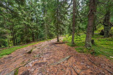 Romanya 'nın Apuseni Ulusal Parkı' nda yerde yosun ve çam iğneleri bulunan ladin ormanının içinden geçen patika.