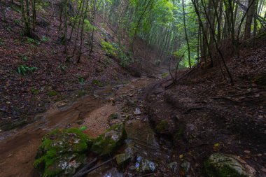 Valea Boiului nehri yosunlu kayalar ve Apuseni Ulusal Parkı 'nda çamurlu yürüyüş yolu olan ormanlık bir vadiden akıyor.