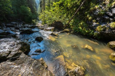 Romanya 'nın popüler bir yürüyüş ve seyahat merkezi olan Apuseni Ulusal Parkı' ndaki yosunlu kayalar ve ladin ormanları arasında akan Ponor deresinin gündüz manzarası