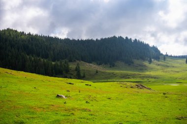 Romanya 'nın Apuseni Ulusal Parkı' ndaki yeşil yamaçta otlayan uzak bir koyun sürüsü ve ladin ağaçlarıyla