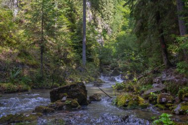 Romanya 'nın popüler bir yürüyüş ve seyahat beldesi olan Apuseni Ulusal Parkı' ndaki yosunlu kayalar ve ladin ormanları arasında akan Ponor Deresi manzarası