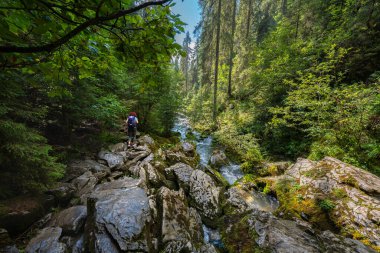 Female hiker with backpack walking along the rocky banks of Ponor creek surrounded by dense forest in Apuseni National Park, Romania, a popular travel destination