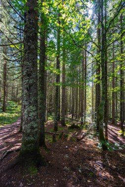Apuseni Doğal Parkı 'ndaki sık kozalaklı kozalaklı ve kayın ormanlarında yürüyüş yolu işaretlenmiş.