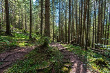 Apuseni Doğal Parkı 'ndaki sık kozalaklı kozalaklı ve kayın ormanlarında yürüyüş yolu işaretlenmiş.