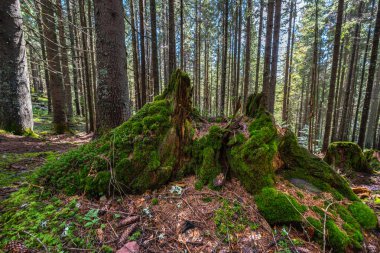 Apuseni Doğal Parkı 'nın yoğun kozalaklı ormanında yosun kaplı ağaç kütüğü.