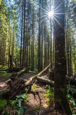 Apuseni Doğal Parkı 'ndaki orman yolu Ağaçların arasından güneş ışınları ve düşen gövdelerle