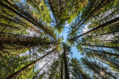 Apuseni Doğal Parkı 'nda bir tepe örtüsü oluşturan yüksek kozalaklı ağaçların yukarıdan görünüşü