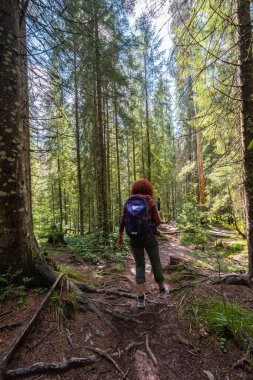 Woman hiker walking on forest trail with visible tree roots in Apuseni Natural Park