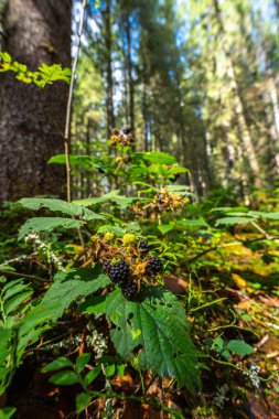 Bal mantarı kümesi (Armillaria) Apuseni Doğal Parkı 'ndaki bir orman kütüğünde yetişen bal tarımı olarak da bilinir.
