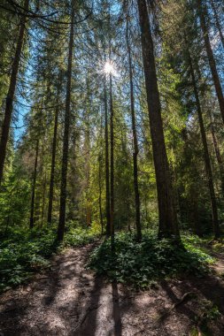 Apuseni 'deki orman yolu. Uzun kozalaklı ağaçların arasından parlayan güneş ışınlarıyla doğal park.