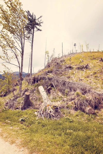 Uitzicht Het Berglandschap Zakopane Poolse Tatra Gebergte — Stockfoto