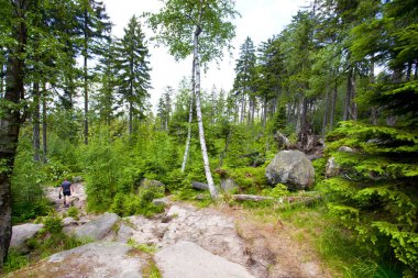 Sudety dağın orman Polonya