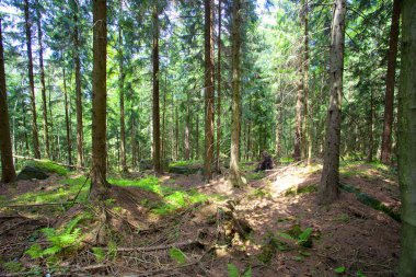 Sudety dağın orman Polonya