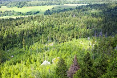 Sudety dağın orman Polonya