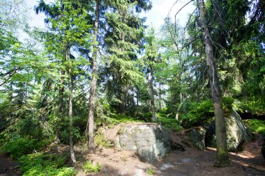 Sudety dağın orman Polonya