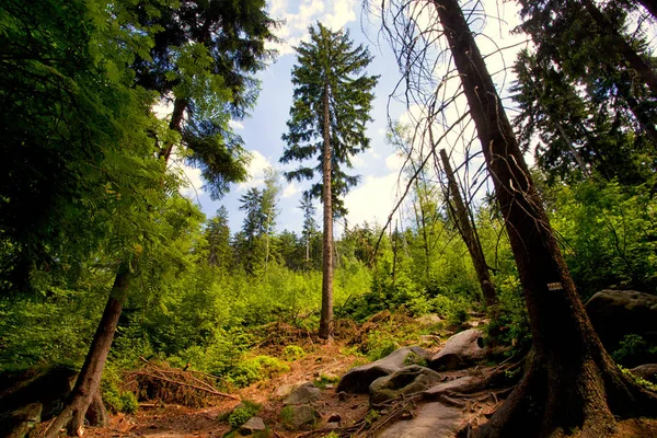 Sudety Απλώνονται Ορεινό Δάσος Στην Πολωνία — Φωτογραφία Αρχείου