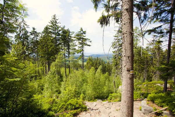 Sudety Bergbos Polen — Stockfoto