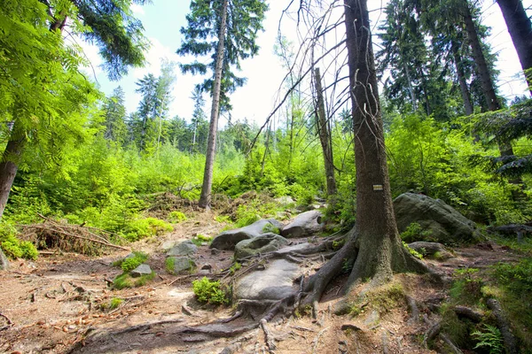 Sudety Bosque Montaña Polonia —  Fotos de Stock