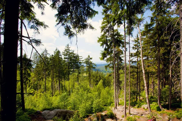 Судеты Горных Лесов Польши — стоковое фото