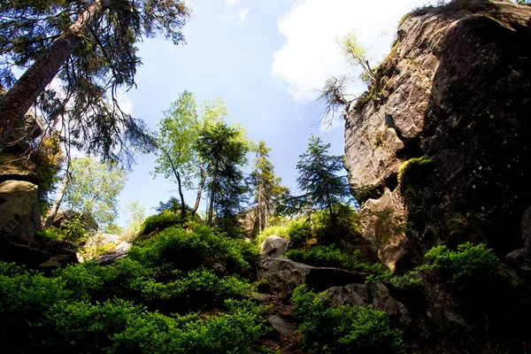 Sudety Dağın Orman Polonya — Stok fotoğraf