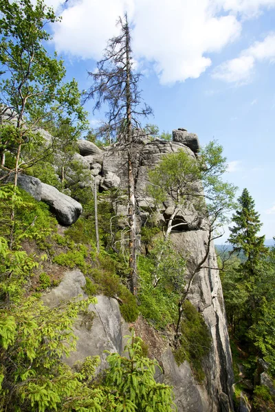 Sudety Mountain Forest Poland — Stock Photo, Image