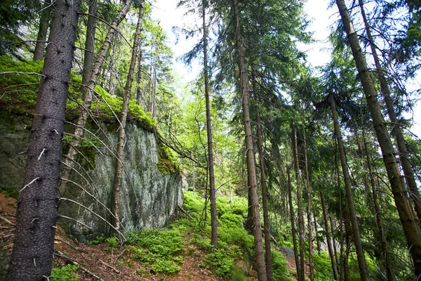 Forêt Montagne Sudety Pologne — Photo