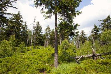 Manzara tablo dağlar, Stolowe Dağları Milli Parkı Polonya