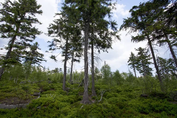 Paysage Montagnes Table Parc National Des Montagnes Stolowe Pologne — Photo