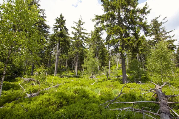 Landschap Van Tafel Bergen Stolowe Bergen Nationaal Park Polen — Stockfoto