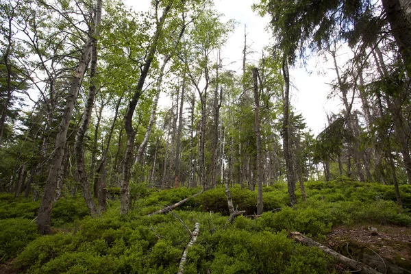 Landschap Van Tafel Bergen Stolowe Bergen Nationaal Park Polen — Stockfoto