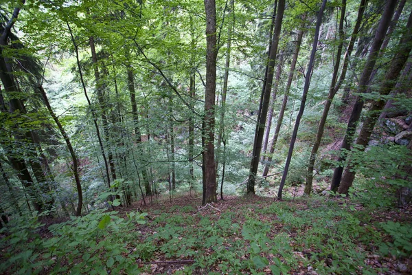 Landscape Table Mountains Stolowe Mountains National Park Poland — Stock Photo, Image