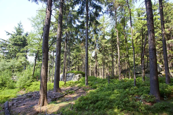 Краєвид Регіоні Столова Гора Stolowe Національний Парк Польщі — стокове фото