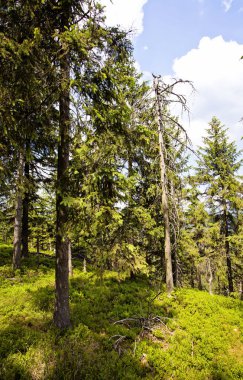 Manzara tablo dağlar, Stolowe Dağları Milli Parkı Polonya