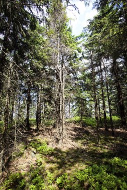 Manzara tablo dağlar, Stolowe Dağları Milli Parkı Polonya