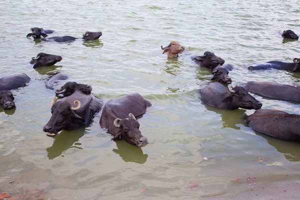 Cows Swimming Ganges River Varanasi India — Stock Photo, Image