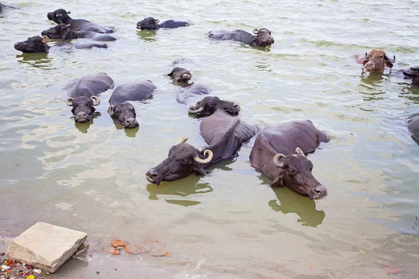 Mucche Che Nuotano Nel Fiume Gange Varanasi India — Foto Stock