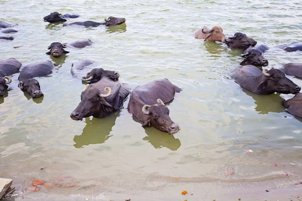 Ganj Nehri Varanasi Hindistan Yüzme Inekler — Stok fotoğraf