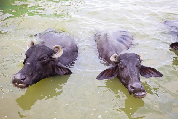 Cows Swimming Ganges River Varanasi India — Stock Photo, Image