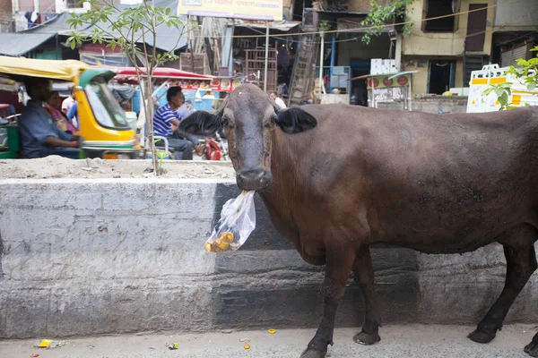 New Delhi India July 2018 Sacred Cow Street New Delhi — Stock Photo, Image