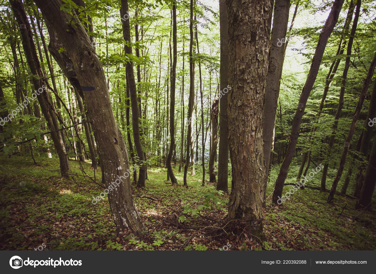 Peaceful Forest Summer Bieszczady Region Poland Europe Stock Photo Image By C Zeber10 239 Peaceful Forest Summer Bieszczady Region Poland Europe Stock Photo Image By C Zeber10 239