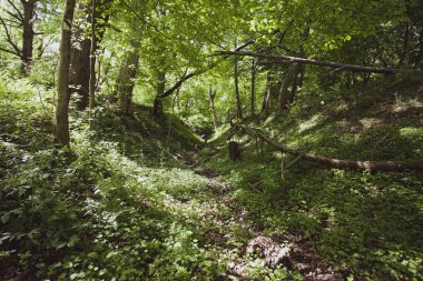 Yaz Bieszczady bölge, Polonya, Avrupa'nın huzurlu orman