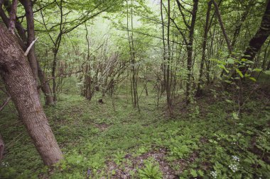 Yaz Bieszczady bölge, Polonya, Avrupa'nın huzurlu orman
