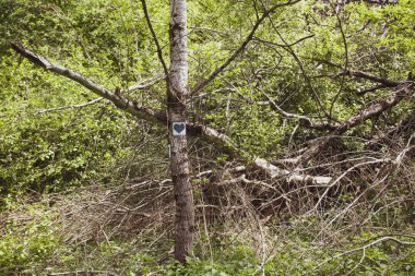 Yaz Bieszczady bölge, Polonya, Avrupa'nın huzurlu orman