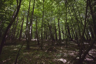 Yaz Bieszczady bölge, Polonya, Avrupa'nın huzurlu orman