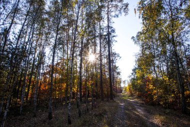 Sonbahar manzara. Renkli Sonbahar Doğa sahne.