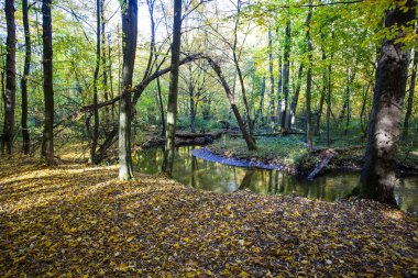 Sonbahar manzara. Renkli Sonbahar Doğa sahne.