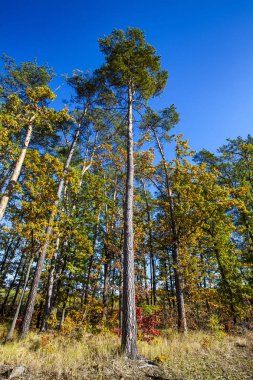 Sonbahar manzara. Renkli Sonbahar Doğa sahne.