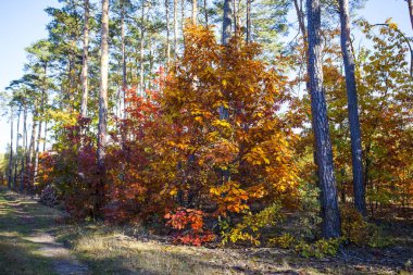 Sonbahar manzara. Renkli Sonbahar Doğa sahne.