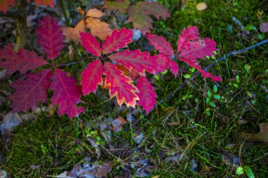 Sonbahar manzara. Renkli Sonbahar Doğa sahne.